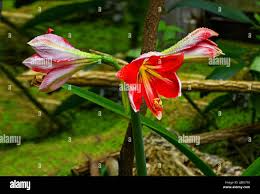Image result for Hippeastrum puniceum