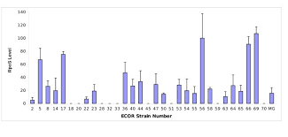 Look through examples of rpos translation in sentences, listen to pronunciation and learn grammar. The Constancy Of Global Regulation Across A Species The Concentrations Of Ppgpp And Rpos Are Strain Specific In Escherichia Coli Springerlink