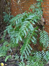 Image result for Drynaria volkensii