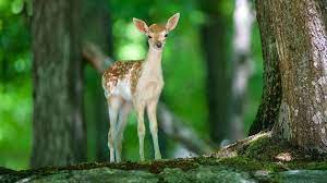 Deer In Jungle Deer Wallpaper Animals Beautiful Animal Wallpaper