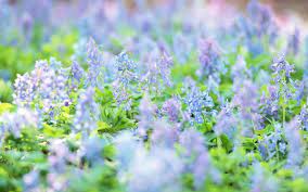 We did not find results for: White And Purple Petaled Flowers Flowers Nature Depth Of Field Blue Flowers Hd Wallpaper Wallpaper Flare