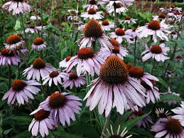 Native grace and beauty in the garden and. Echinacea Purpurea Flowers In The Garden Stock Photo Image Of Bloom Cone 164172416