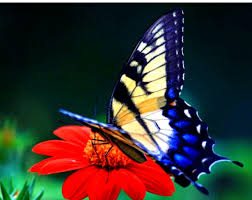 Butterfly Wallpaper Hd Download Please wait while your url is generating. butterfly wallpaper hd download