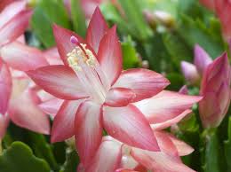 If you click one of these links and make a purchase, we will be paid a commission at no additional cost to you. How To Care For A Christmas Cactus Lakeside Plant And Garden Centre Your Garden Centre In Telford