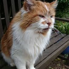 Check out the rarest cat breeds in the world! 7 World Record Holding Cats
