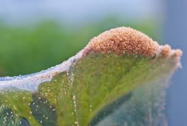 Image result for spotted spider mite