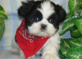 Shih Tzu Puppy For Sale Shih Tzu Breeder Shih Tzu Puppy Shih Tzu Dog For Sale Shih Tzu Kennel Shitzu Puppy Shih Tzu Puppy Shih Tzu Breeders Shih Tzu Dog