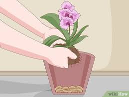 They vary greatly in color and overall appearance. How To Plant Orchids In A Pot 13 Steps With Pictures Wikihow