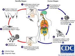 The most commonly reported etiological agents of human cryptosporidiosis are cryptosporidium hominis and cryptosporidium parvum (ryan and hijjawi, 2015). Protozoa