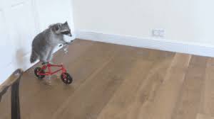 Pin On Adorable Animal Gifs