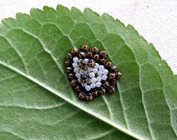 The green stink bug also has six slender legs that it uses to crawl around foliage. Brown Marmorated Stink Bugs Arrive In The Uk And Pose Threat To Crops Natural History Museum