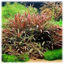 Image result for Syngonanthus welwitschii