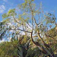 Image result for Tragia hildebrandtii