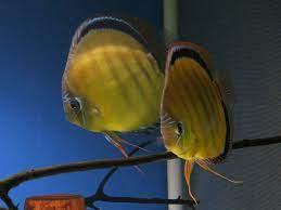 Pin By Jairo Cano Cruces On Wild Discus Discus Fish Aquarium Fish Freshwater Aquarium Fish