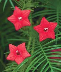 Cypress vines attract butterflies, bees and birds, most notably hummingbirds. 3 Business Sasha Each Pack 30 Seed Red Cypress Vine Morning Glory Vine Hummingbird Vine Farm Ranch Patio Lawn Garden Urbytus Com