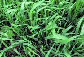 Quackgrass and crabgrass may seem alike, but they are not. Quackgrass Don T Call Me Crabgrass