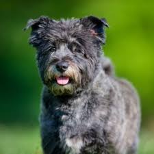 20 less than a minute. Terrierrassen Komplette Liste Von 47 Hunderassen Mit Bildern