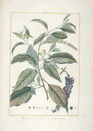 Image result for Phytolacca dodecandra