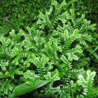 Image result for Selaginella soyauxii