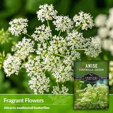 Image result for Anisosepalum