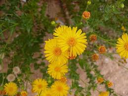 Image result for Heteropyxidaceae