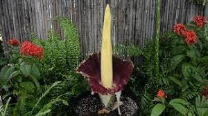 Rare Corpse Flower Blooms At Toronto Zoo And It Smells Exactly Like Its Name Youtube