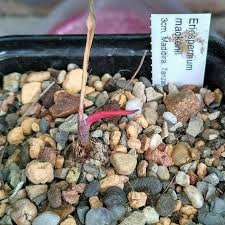 Image result for Eriospermum mackenii