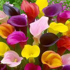 Bila bibit bunga mawar sudah mulai tumbuh baik, itu. Berisi 4 Biji Benih Bibit Bunga Calla Lily Mix Lazada Indonesia