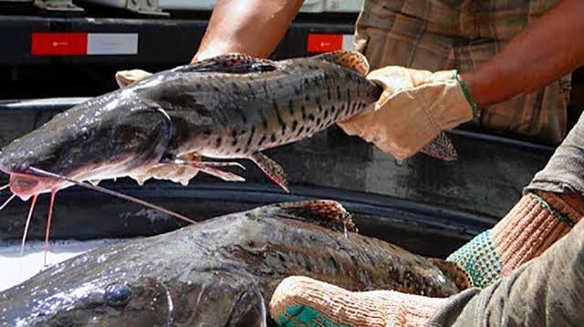 Per&iacute;odo de piracema nos rios do Mato Grosso segue at&eacute; o dia 31 de janeiro de 2021 &ndash; Portal Pesca Amadora Esportiva
