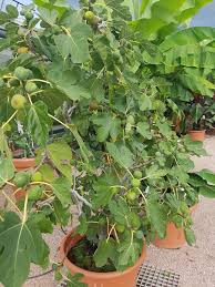 Since 1816, stark bro's has promised to provide customers with the very best fruit trees and plants. Potted Figs Trees All The Top Growing Tips