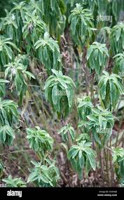 Image result for Pycnostachys reticulata