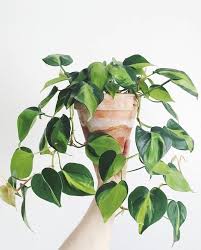 Pflanzen Pflanzenliebe Urban Jungle Gruner Wohnen Grunes Zuhause Gruner Grunes Jungle Pfla Artificial Plants Indoor House Plants Hanging Plants