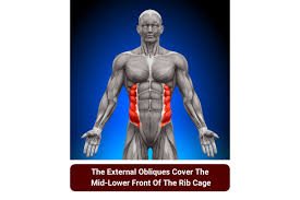 For professional homework help services, assignment essays is the place to be. How To Gain Muscle Around The Ribs For Skinny Dudes