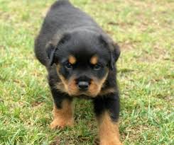 We did not find results for: Rottweiler Puppies For Sale California