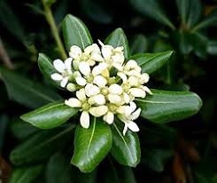 Image result for Pittosporum fulvotomentosum
