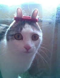 Cat With Its Ears Being Squished By A Hair Tie Cute Animals Animal Memes Funny Cats