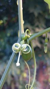 Image result for Cayaponia