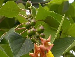 Image result for Gmelina