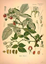 Image result for Rubus