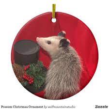 11 Possums For Sale Ideas Baby Possum Possum Little Critter