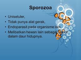 Kingdom Protista X Sains 1 Shs 1 Tarik Ppt Download