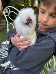 Gift to good home: Young silkie Rooster (about 20 weeks old) in North Hills  CA. DM me if interested.