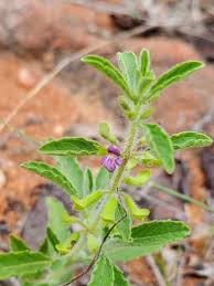 Image result for Endostemon tereticaulis