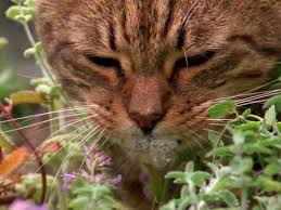 How to use catnip to train better cating behaviours? How Catnip Gets Cats High Youtube