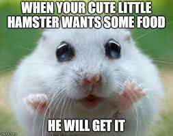 Maybe you would like to learn more about one of these? Hamster Cute Memes Imgflip