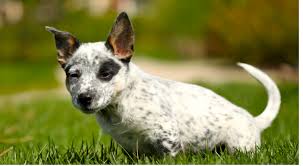 Sadly, the australian cattle dog lab mix is one such hybrid. Photo Of Australian Cattle Puppy In White And Black Dots Png Hi Res 720p Hd