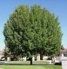Desert Ash Fraxinus Oxycarpa Fast Growing Trees Plants Trees To Plant