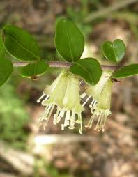 Image result for Caprifoliaceae