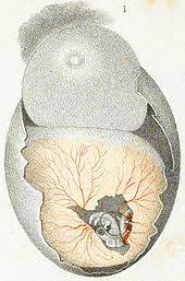 248,989 ancient cartoons on gograph. Aristotle S Biology Wikipedia