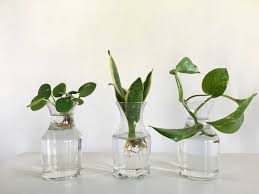I have a couple of plants in vases, but the water seems to start smelling bad after a few weeks. How To Propagate Your Plants Three Easy Ways To Make Two Plants Out Of One Plant Care Tips And More La Residence